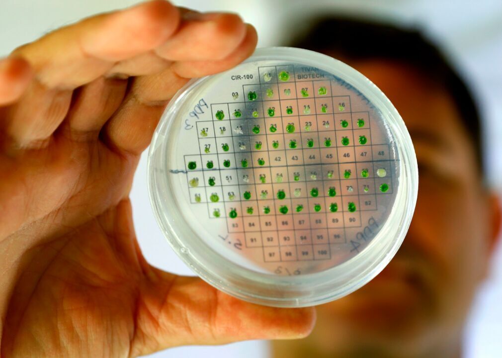 Energy-producing algae research